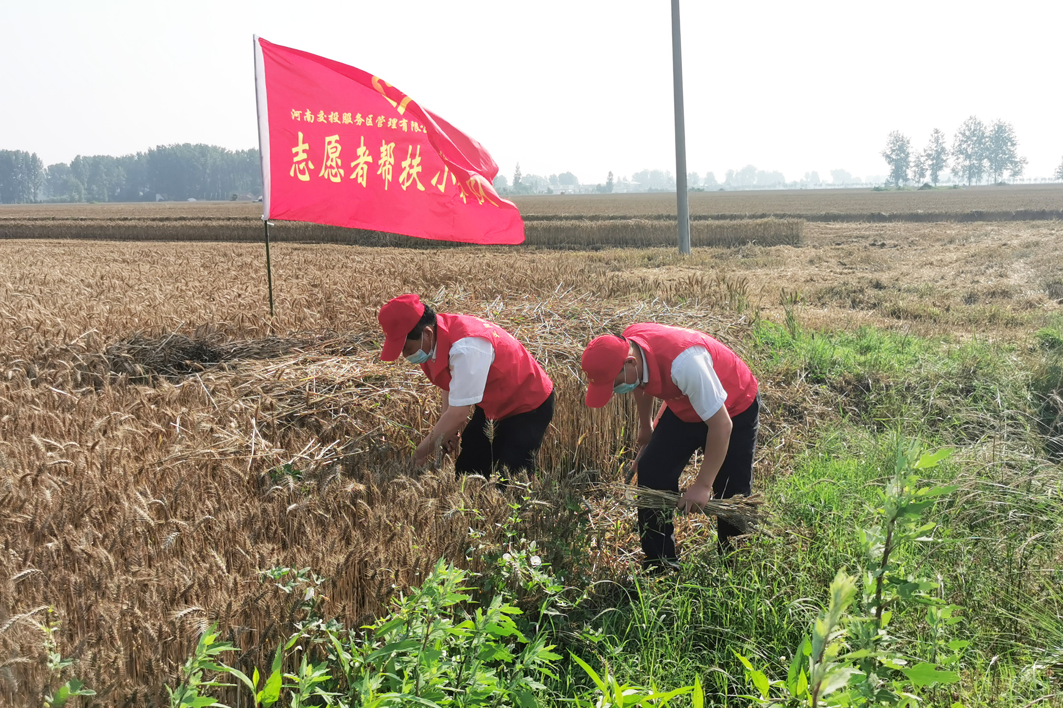 正陽北服務(wù)區(qū)成立“三夏”志愿服務(wù)隊，前往附近村莊幫助農(nóng)戶搶收小麥。拍攝人：周君婭.jpg